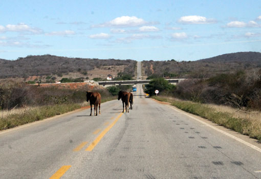 Animais continuam soltos na BA-148, trecho entre Brumado e Livramento