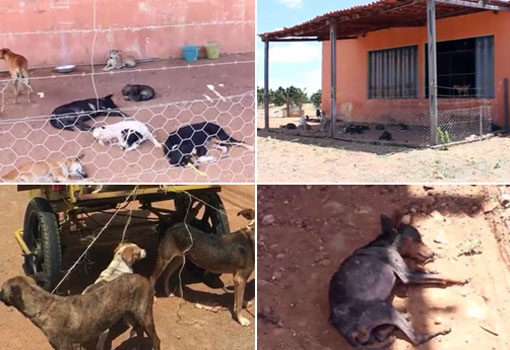 Livramento: MP instaura Inquérito Civil a fim de apurar a suposta prática de abusos contra animais e negligência pelos gestores do município