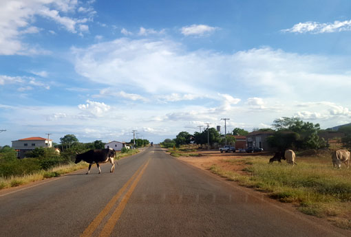 Brumado: animais são flagrados soltos na BA-148