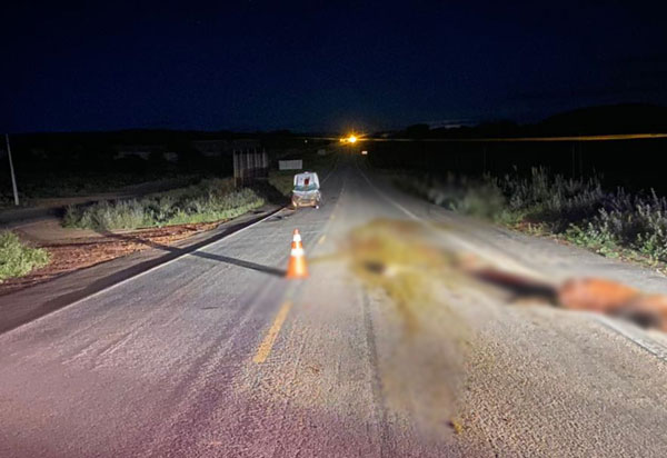 2ª CIPRv Brumado alerta sobre acidentes envolvendo animais nas estradas