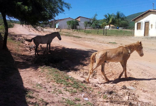 Brumado: Polícia Militar prende suspeitos de estarem furtando animais na zona rural