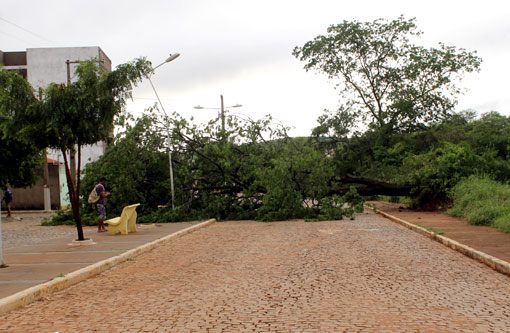 Brumado: Chuva provoca queda de árvores no Bairro Santa Tereza