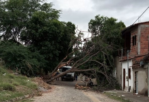 Brumado: durante temporal, árvore cai em cima de casas no bairro Dr. Juracy