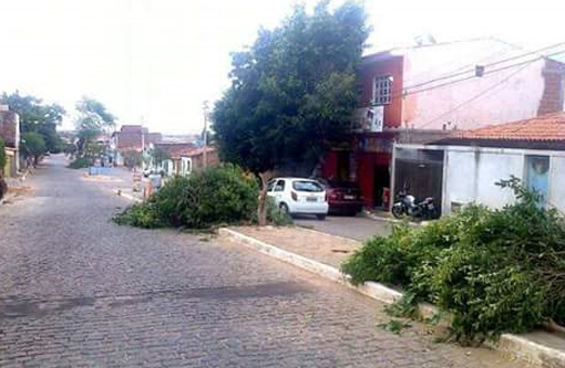 Brumado: corte irregular de árvores é denunciado por moradores da Rua da Abolição
