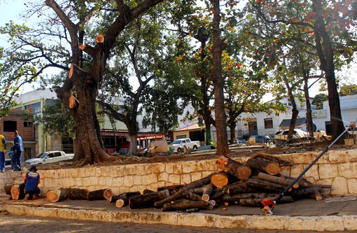 Brumado: Árvores antigas da Praça do Jurema estão sendo cortadas