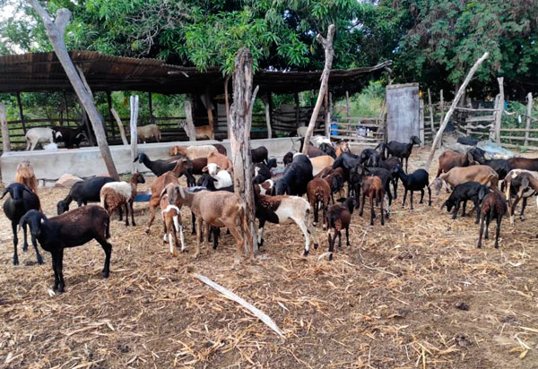 Criadores de caprinos e ovinos de Ituaçu dobram valor de venda dos animais
