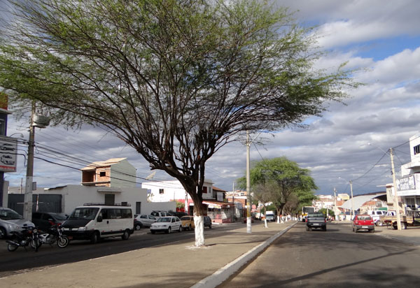Brumado: vereador Rey de Domingão indica ao prefeito que as árvores da Avenida Centenário sejam podadas
