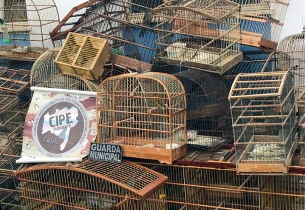 Caesg apreende pássaros silvestres em Licínio de Almeida 
