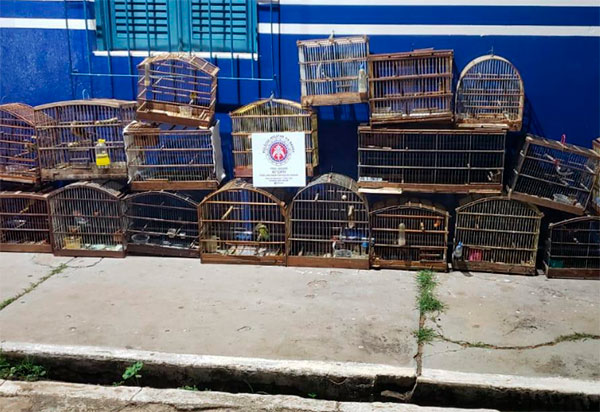 Livramento: Polícia Militar apreende animais silvestres em uma residência no Bairro Estocada