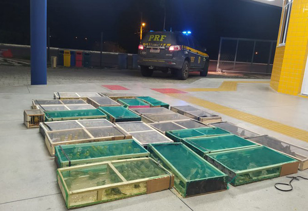 PRF resgata 848 aves silvestres na BR 110