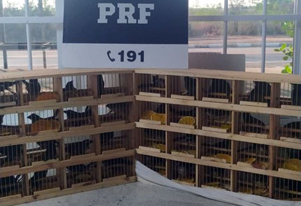 Conquista: 42 aves silvestres que eram transportadas no bagageiro de um ônibus de turismo