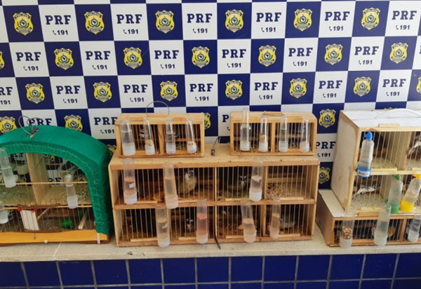 Conquista: Em ocorrências distintas, PRF resgata pássaros sendo transportados irregularmente dentro de ônibus