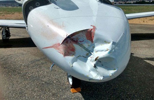 Durante decolagem, urubu atingiu aeronave do empresário Róbison Nunes, no aeroporto de Vitória da Conquista