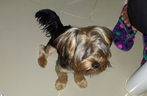 Brumado: Ajudem a encontrar a cachorrinha Babi e serão muito bem gratificados