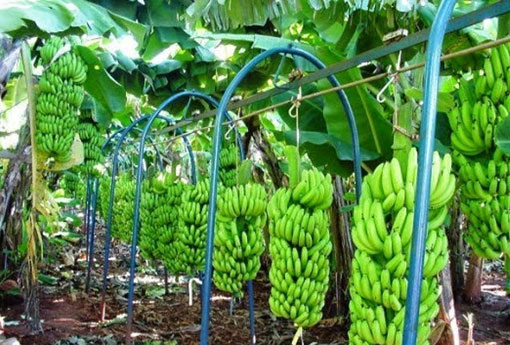 Bom Jesus da Lapa passa a ser considerado o maior produtor de banana do País