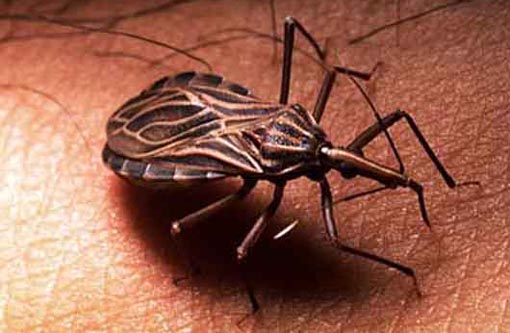 USP descobre nova substância contra doença de Chagas