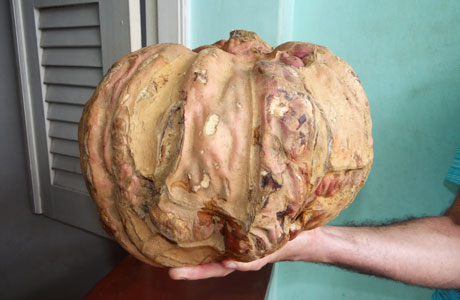 Tranqueiras: Agricultor colhe batata doce com mais de 7 quilos