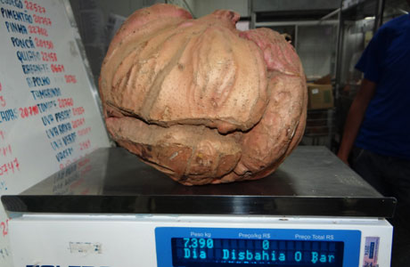 Tranqueiras: Agricultor colhe batata doce com mais de 7 quilos