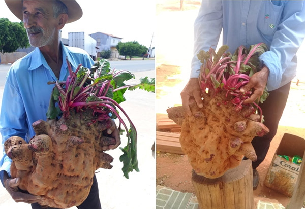 Morador da zona rural de Livramento colhe beterraba 'gigante'