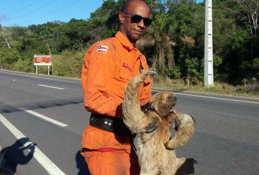 Rio de Contas: bicho-preguiça é resgatado de incêndio que atinge Parque Natural Pico das Almas