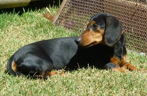 Proprietária procura por cão Basset desaparecido em Brumado