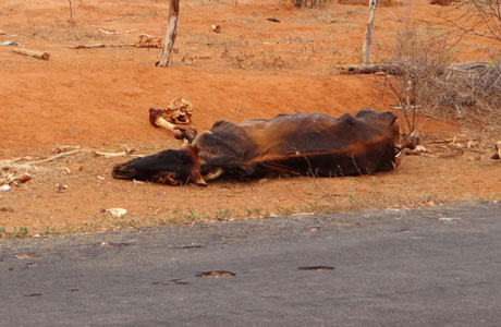 Nordeste deve sofrer com mudança de clima no país, diz estudo