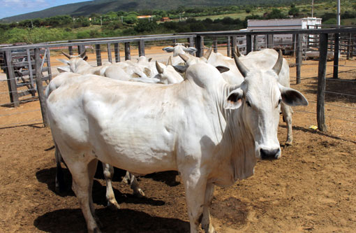 Vacinação contra a febre aftosa terá início no próximo domingo