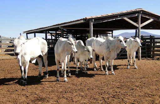 Adab confirma baixa prevalência da tuberculose bovina no estado da Bahia