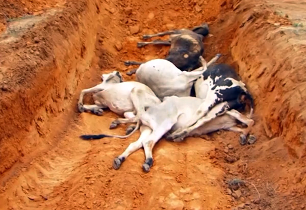 Tanhaçu: número de bois e vacas mortos em fazenda sobe para 125