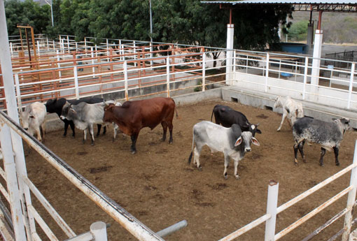 Bahia atende exigências dos mercados nacional e internacional de carne
