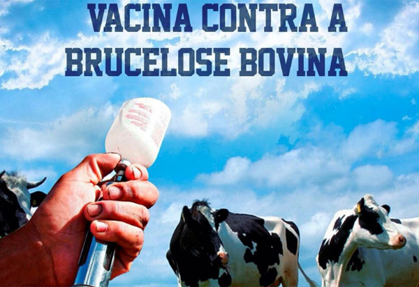 Vitória da Conquista recebe palestra sobre vacinação de Brucelose