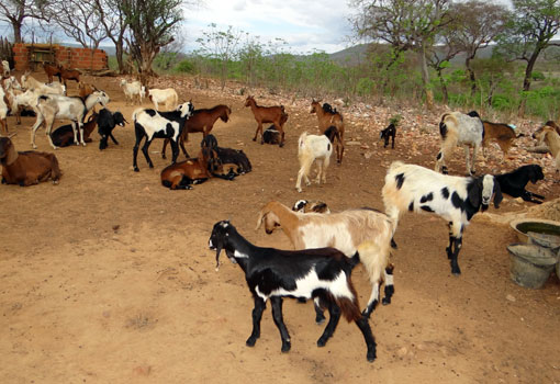 Segundo pesquisa do IBGE, municípios da Bahia têm os maiores rebanhos de caprinos, ovinos e alevinos do país