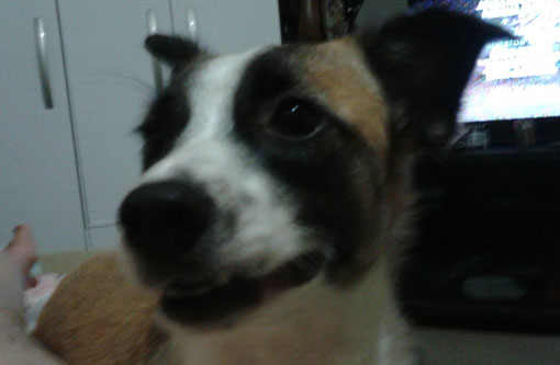 Cachorra está desaparecida em Brumado