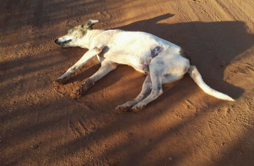 Brumado: Cachorros voltam a ser envenenados no Bairro Santa Tereza