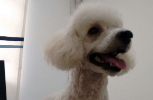 Brumado: Cachorro encontrado aguarda o resgate do dono