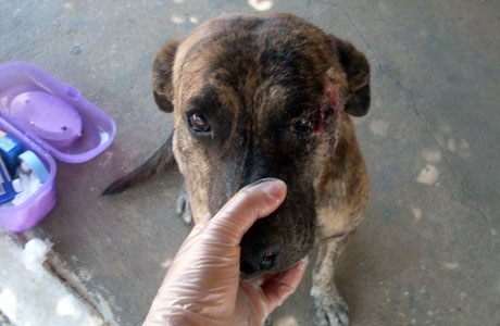 Brumado: Mais um registro de agressão contra animais