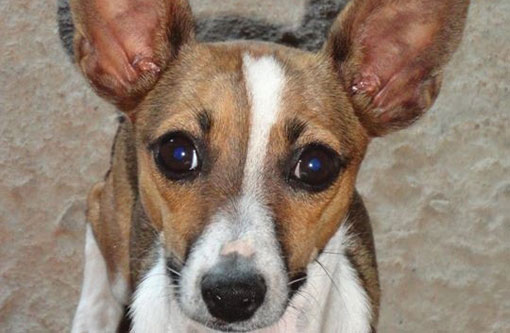 Cachorro está desaparecido em Brumado