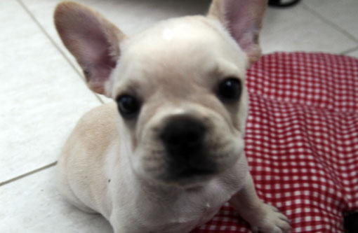 Vende-se  Bulldog Francês macho