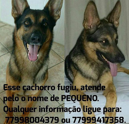 Brumado: cachorro Pastor Alemão está desaparecido
