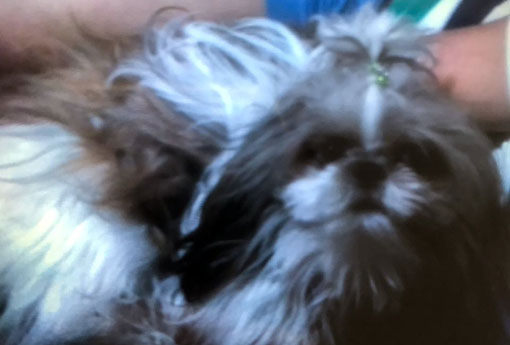 Brumado: cachorro da raça Shih Tzu está desaparecido