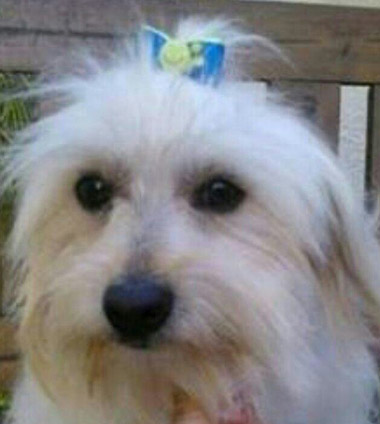 Brumado: cadela branca da raça Poodle está desaparecida 