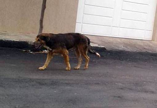 Brumado: ONG AuAu alerta para o aumento de casos de abandono de animais