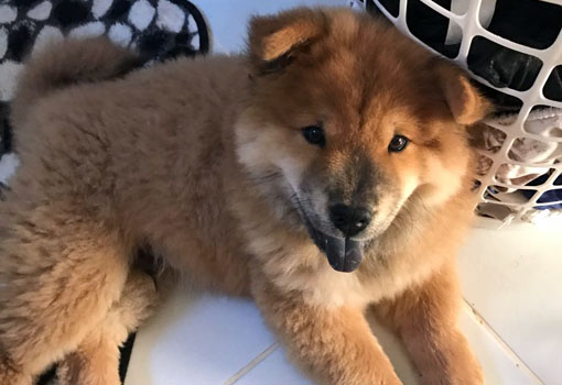 Brumado: cachorro da raça Chow Chow está desaparecido
