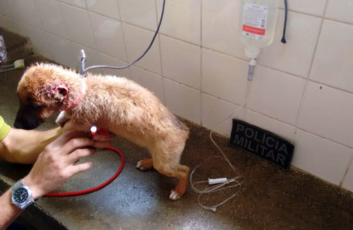 Aracatu: Homem mutila filhote de cachorro e é detido