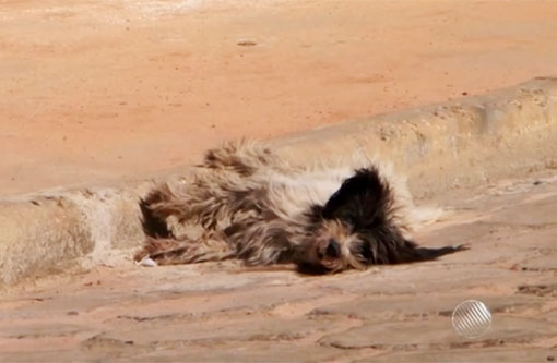 Jacaraci: Mais de 19 amimais são mortos por envenenamento