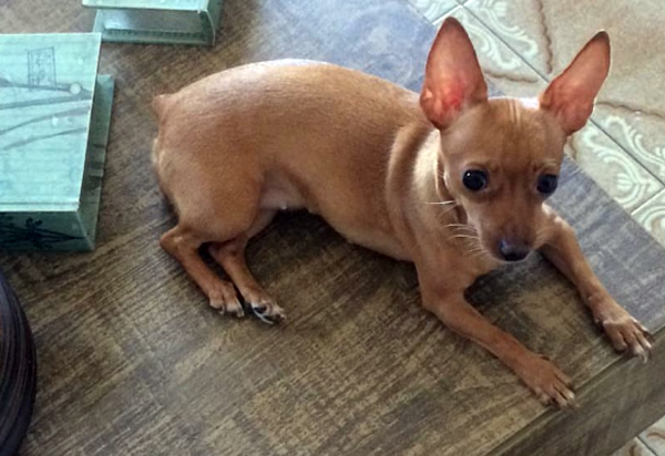 Brumado: Cadela está desaparecida 