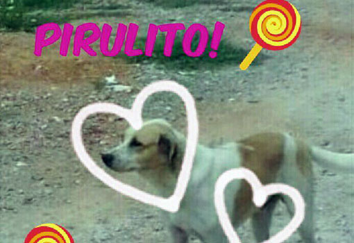 Brumado: ONG AUAU procura lar para o cachorrinho Pirulito