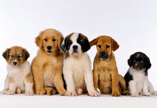 Brumado: rifa terá prêmios sorteados em prol Abrigo da Dona Luiza e Ong Auau