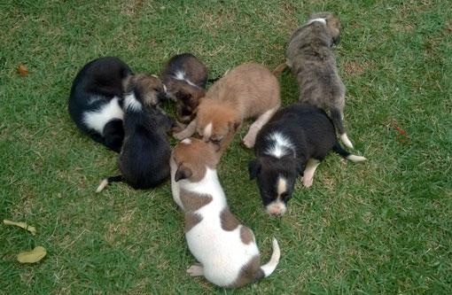 Brumado: Família resgata filhotes e os coloca para adoção