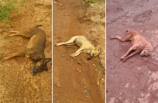 Três cachorros são mortos por envenenamento em Brumado